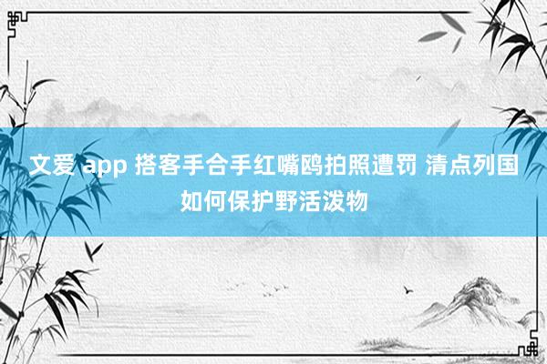   文爱 app 搭客手合手红嘴鸥拍照遭罚 清点列国如何保护野活泼物